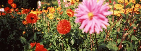 Framed Dahlia flowers in a park, Stuttgart, Baden-Wurttemberg, Germany Print