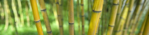 Framed Close-up of bamboo, California, USA Print