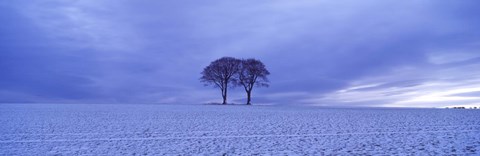 Framed Twin trees in a snow covered landscape, Warter Wold, Warter, East Yorkshire, England Print