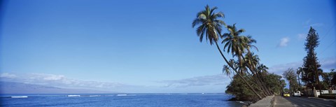 Framed Palm trees on the coast, Lahaina, Maui, Hawaii, USA Print