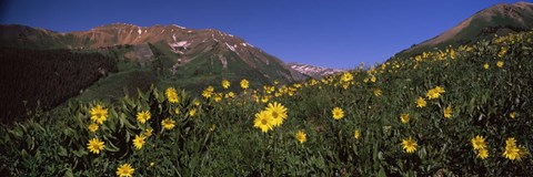 Framed Wildflowers in a forest, Kebler Pass, Crested Butte, Gunnison County, Colorado, USA Print