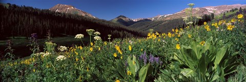 Framed Wildflowers in a forest, West Maroon Pass, Crested Butte, Gunnison County, Colorado, USA Print