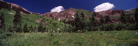 Framed Forest, Crested Butte, Gunnison County, Colorado, USA Print