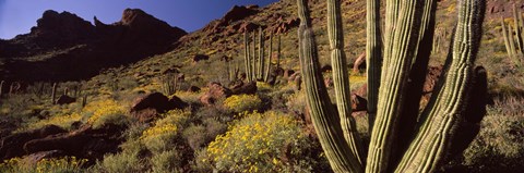 Framed Desert Landscape, Organ Pipe Cactus National Monument, Arizona, USA Print