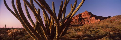 Framed Organ Pipe cactus on a landscape, Organ Pipe Cactus National Monument, Arizona Print