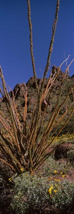 Framed Plants on a landscape, Organ Pipe Cactus National Monument, Arizona (vertical) Print