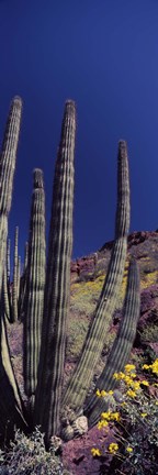 Framed Close up of Organ Pipe cactus, Arizona Print