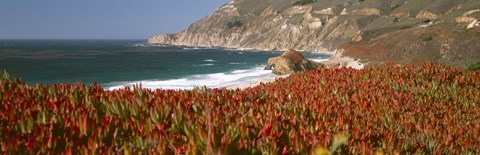 Framed Flowers on the coast, Big Sur, California, USA Print