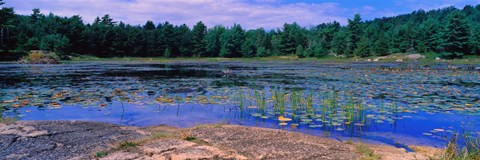 Framed Pond in a national park, Bubble Pond, Acadia National Park, Mount Desert Island, Hancock County, Maine, USA Print