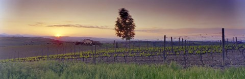 Framed Tree in a vineyard, Val D&#39;Orcia, Siena Province, Tuscany, Italy Print