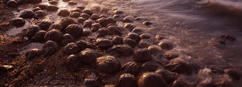 Framed Horseshoe crabs (Limulus polyphemus), spawning, Port Mahon, Delaware River, Delaware, USA Print