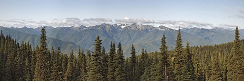 Framed Mountain range, Olympic Mountains, Hurricane Ridge, Olympic National Park, Washington State, USA Print