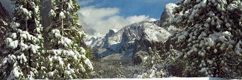 Framed Snowy trees in winter, Yosemite Valley, Yosemite National Park, California, USA Print