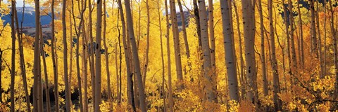 Framed Autumn Aspen trees, Colorado, USA Print