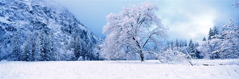 Framed Snow covered oak trees in a valley, Yosemite National Park, California, USA Print