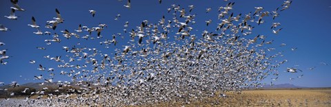 Framed Flock of Snow geese flying, Bosque Del Apache National Wildlife Reserve, New Mexico Print