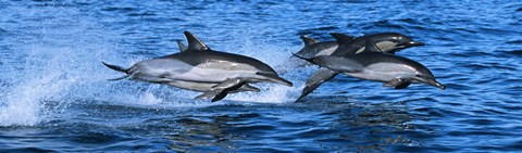 Framed Dolphins in the sea Print