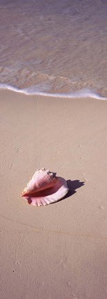 Framed High angle view of a conch shell on the beach, Bahamas Print