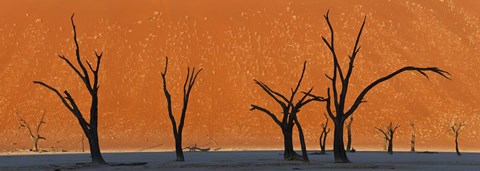 Framed Dead trees by red sand dunes, Dead Vlei, Namib-Naukluft National Park, Namibia Print