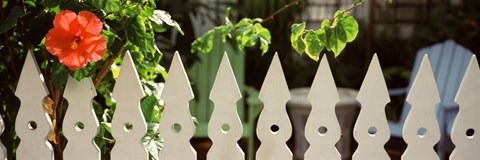 Framed White picket fence and red hibiscus flower along Whitehead Street, Key West, Monroe County, Florida, USA Print