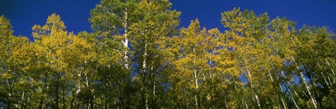 Framed Low angle view of trees, Colorado, USA Print