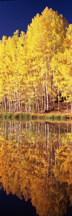 Framed Reflection of Aspen trees in a lake, Telluride, San Miguel County, Colorado, USA Print