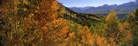 Framed Forest, Silverton, San Juan County, Colorado, USA Print