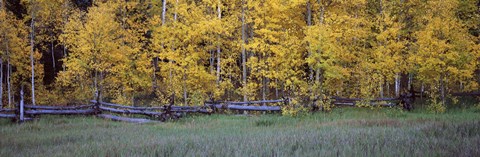 Framed Forest, State Highway 62, Ridgway, Colorado Print