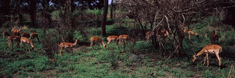 Framed Herd of impalas (Aepyceros Melampus) grazing in a forest, Kruger National Park, South Africa Print