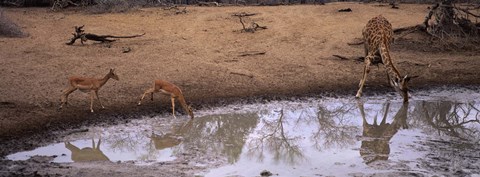 Framed Impalas (Aepyceros Melampus) and a giraffe at a waterhole, Mkuze Game Reserve, Kwazulu-Natal, South Africa Print