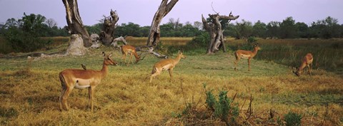 Framed Herd of impalas (Aepyceros Melampus) grazing in a field, Moremi Wildlife Reserve, Botswana Print
