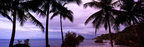 Framed Palm trees on the coast, Colombia (purple sky with clouds) Print