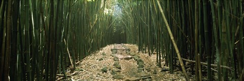 Framed Bamboo Forest, Hana Coast, Maui, Hawaii Print