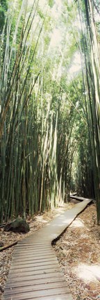 Framed Trail in a bamboo forest, Hana Coast, Maui, Hawaii, USA Print