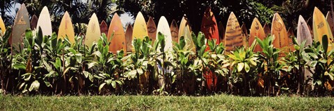 Framed Surfboard fence in a garden, Maui, Hawaii, USA Print