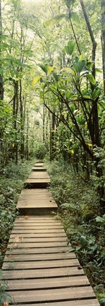 Framed Stepped path surronded by Bamboo shoots, Oheo Gulch, Seven Sacred Pools, Hana, Maui, Hawaii, USA Print