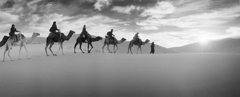 Framed Tourists riding camels through the Sahara Desert landscape led by a Berber man, Morocco (black and white) Print