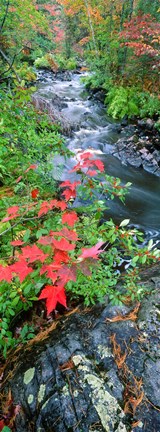 Framed River flowing through a forest, Black River, Upper Peninsula, Michigan (vertical) Print