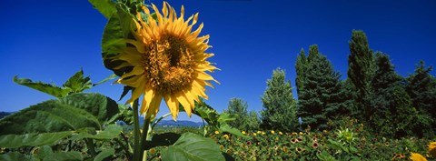 Framed Close up of a sunflower in a field, Hood River, Oregon Print