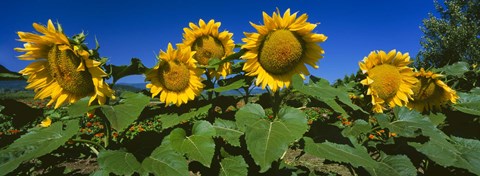 Framed Panache Starburst sunflowers in a field, Hood River, Oregon Print