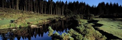 Framed River flowing through a forest, East Dart River, Dartmoor, Devon, England Print