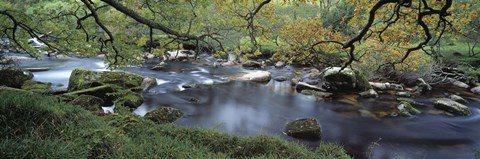 Framed River flowing through a forest, West Dart River, Dartmeet, Devon, England Print