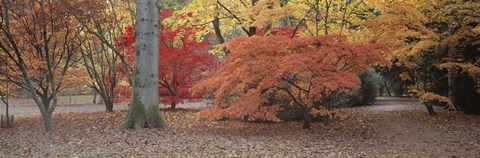 Framed Fall trees and leaves, Gloucestershire, England Print