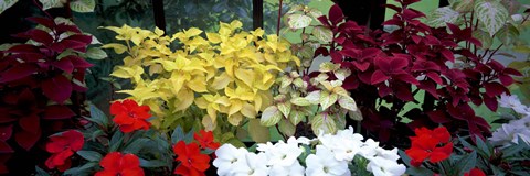 Framed Exotic flowers in Glasgow Botanic Gardens, Glasgow, Scotland Print