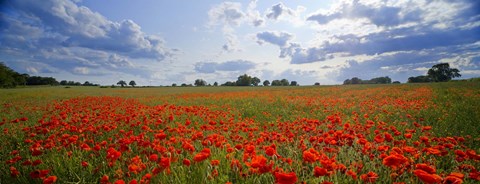 Framed Close Up of Red Poppies in a field, Norfolk, England Print