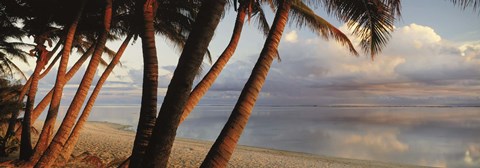 Framed Palm trees on the beach at sunset, Rarotonga, Cook Islands Print