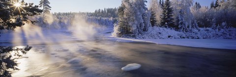 Framed Snow covered laden trees, Dal River, Sweden Print