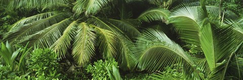 Framed Palm fronds and green vegetation, Seychelles Print