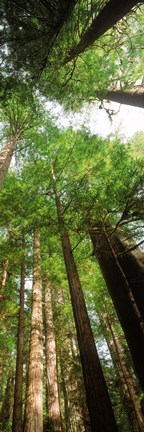 Framed Coast Redwood (Sequoia sempivirens) trees in a forest, California, USA Print