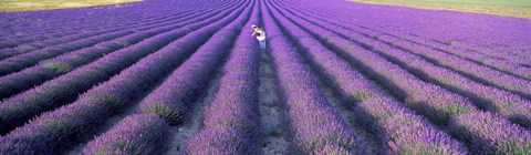 Framed Fields of lavender, Provence-Alpes-Cote d&#39;Azur, France Print